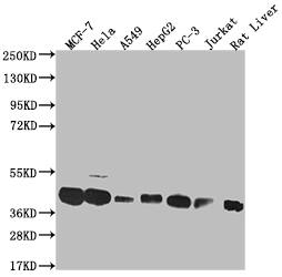 MAS1L Antibody (15B8)