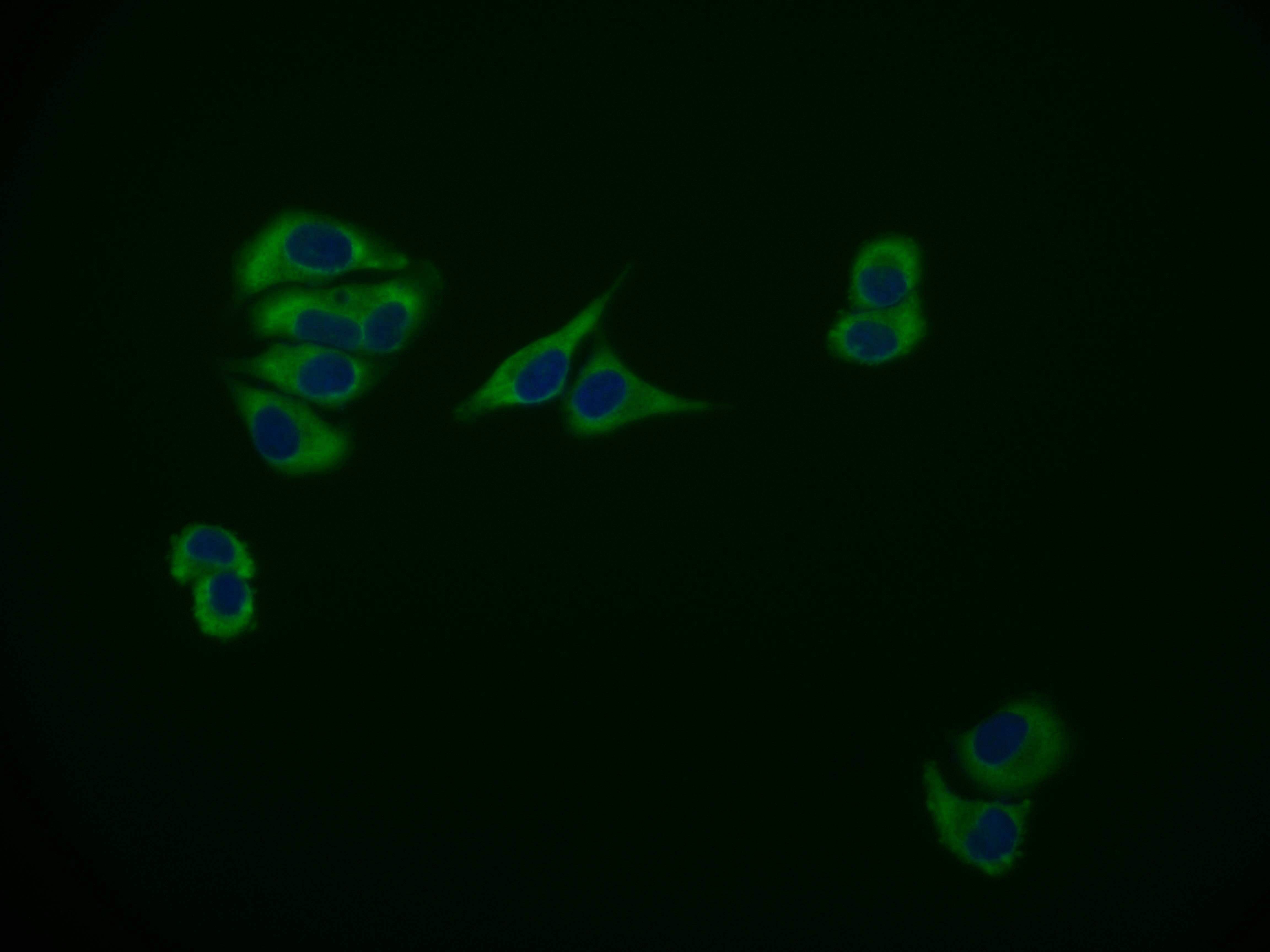 MAS1L Antibody (15B8)