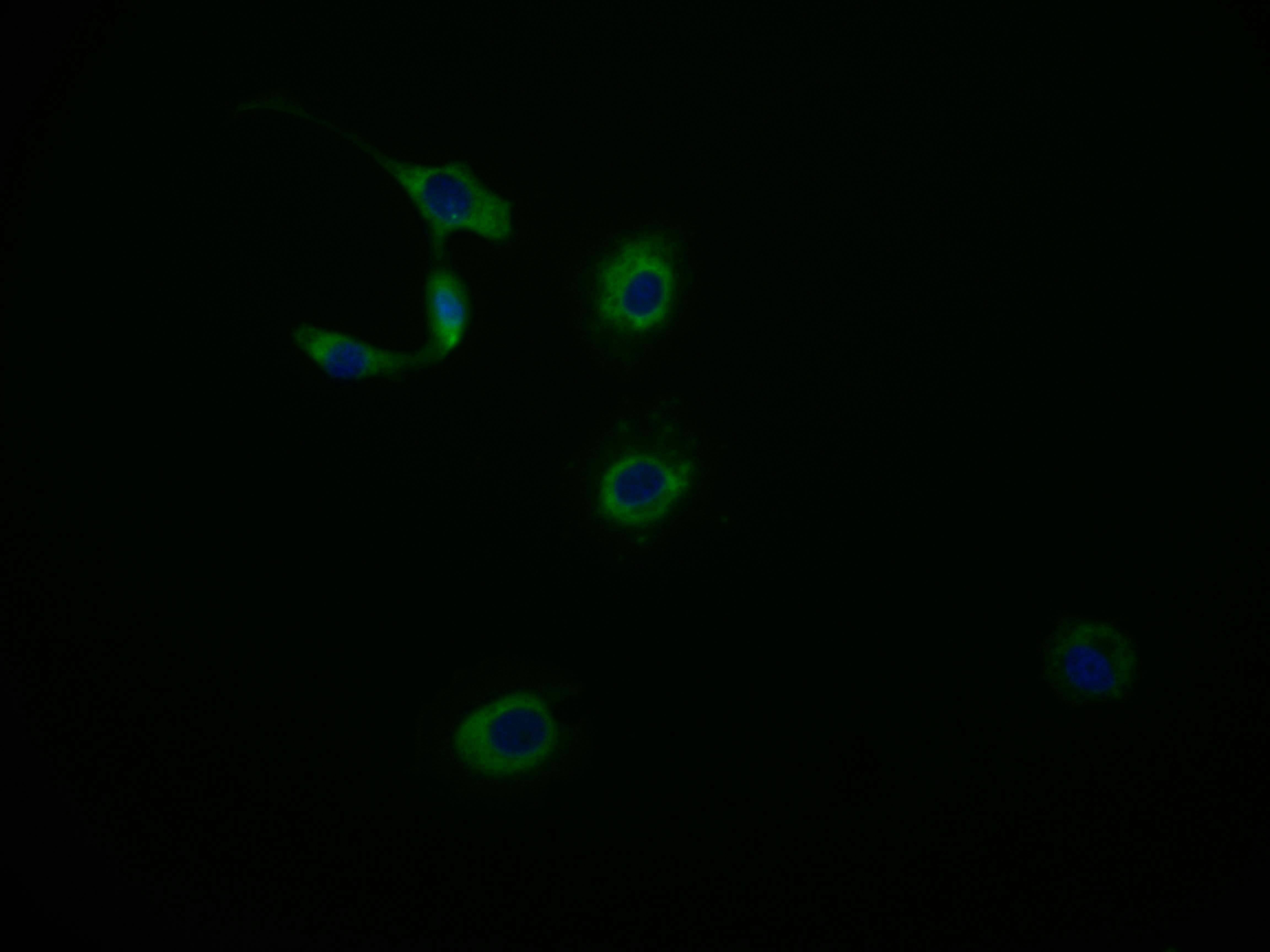 MAS1L Antibody (15B8)