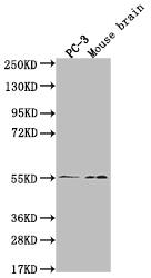 JNK3 Antibody (29E10)
