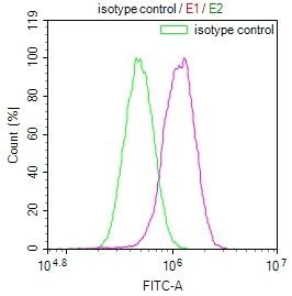 JNK3 Antibody (29E10)