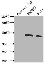 MEK1 Antibody (3F10)