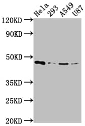 MEK1 Antibody (3F10)