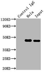 MEK1 Antibody (9B6)