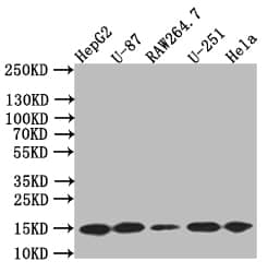 LC3B Antibody (7D11)