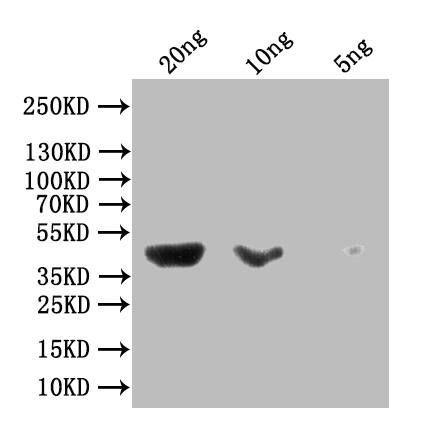 Maltose Binding Protein Antibody (10F2)