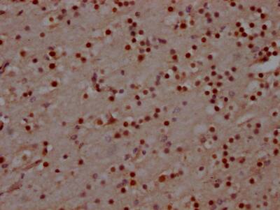 MAD2L2 Antibody (4D8)