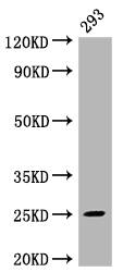 MAD2L2 Antibody (4D8)