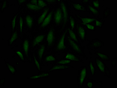 MAD2L2 Antibody (4D8)