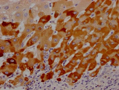 LRG1 Antibody (7A1)