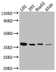 LRG1 Antibody (7A1)