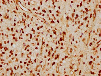 Lamin A + C Antibody (4H7)