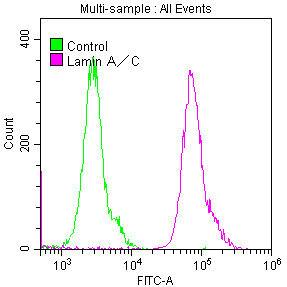 Lamin A + C Antibody (4H7)