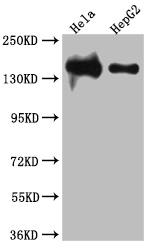 DNA Ligase I Antibody (7B2)
