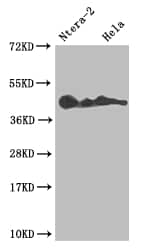 Lefty-A Antibody (10G2)