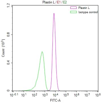 Plastin L Antibody (29G10)