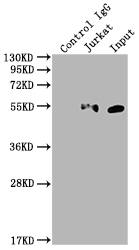 KLF4 Antibody (3A1)