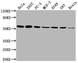 KLF4 Antibody (3A1)