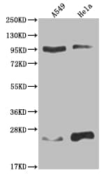 AOF1 Antibody (15F3)