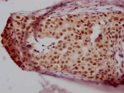 JunB/AP-1 Antibody (5H4)