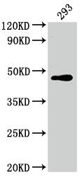 c-jun Antibody (10D4)