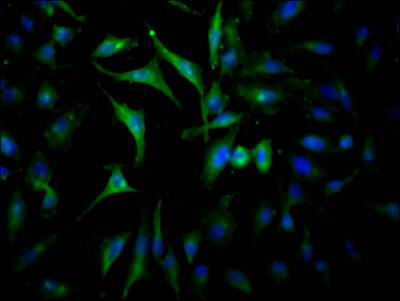 Jak2 Antibody (10B6)