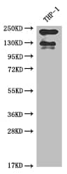 Integrin alpha L/CD11a Antibody (2B2)