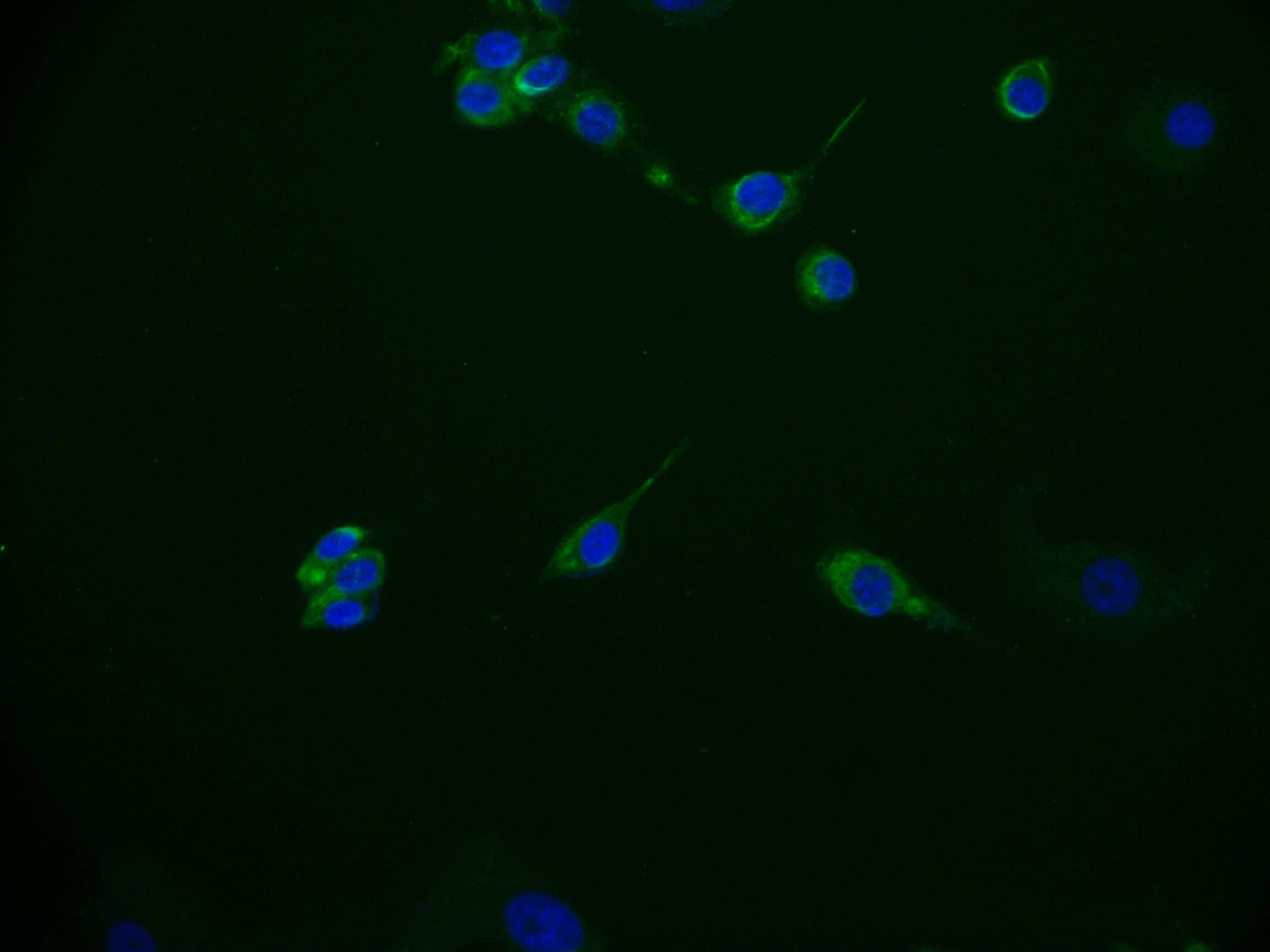 Integrin alpha 6/CD49f Antibody (4G10)