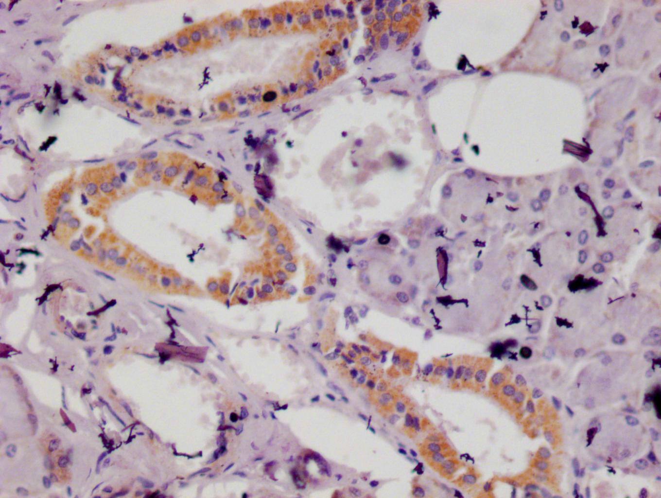 ISG15/UCRP Antibody (16D8)