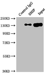 SHIP Antibody (9G11)