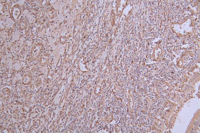 INMT Antibody (31G7)