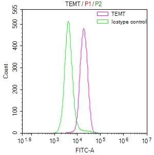 INMT Antibody (31G7)