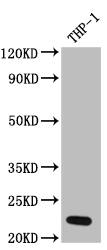 IL-23A/IL-23 P19 Antibody (1F6)