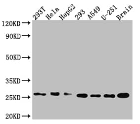 ID1 Antibody (2C7)