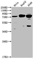 5-HT2C Antibody (9H8)