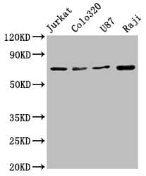 HSPA8/HSC71/Hsc70 Antibody (3G10)