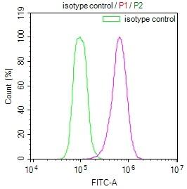HSP90 beta Antibody (7G7)