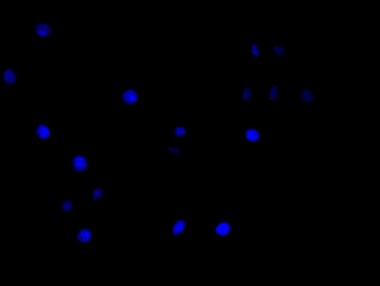 hnRNP C1 + C2 Antibody (9G1)