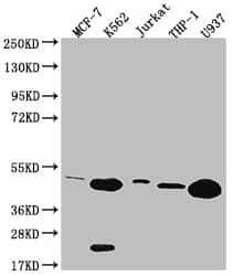 HMBS Antibody (8G12)