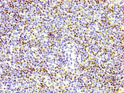Histone H3.3 Antibody (4H2)