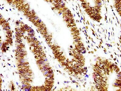 Histone H3.1 Antibody (27F2)