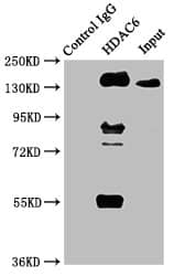 HDAC6 Antibody (2H12)