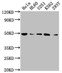 HDAC3 Antibody (4D4)