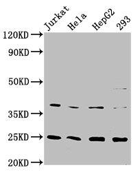 Hepcidin Antimicrobial Peptide Antibody (4C5)