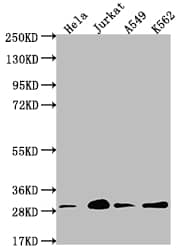 14-3-3 gamma Antibody (13C9)