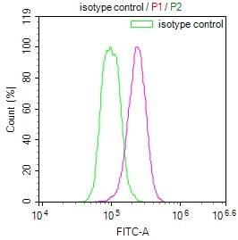 14-3-3 beta/alpha Antibody (6F6)