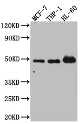 VDR/NR1I1/Vitamin D Receptor Antibody (3C7)