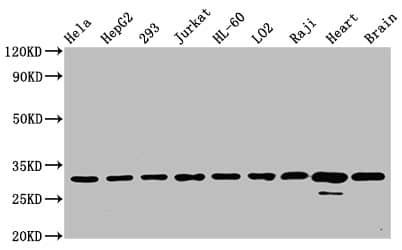 VDAC1 Antibody (3A1)