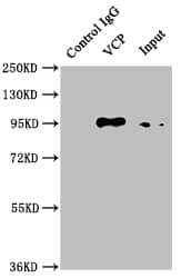 p97/VCP Antibody (5H12)