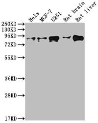 p97/VCP Antibody (5H12)